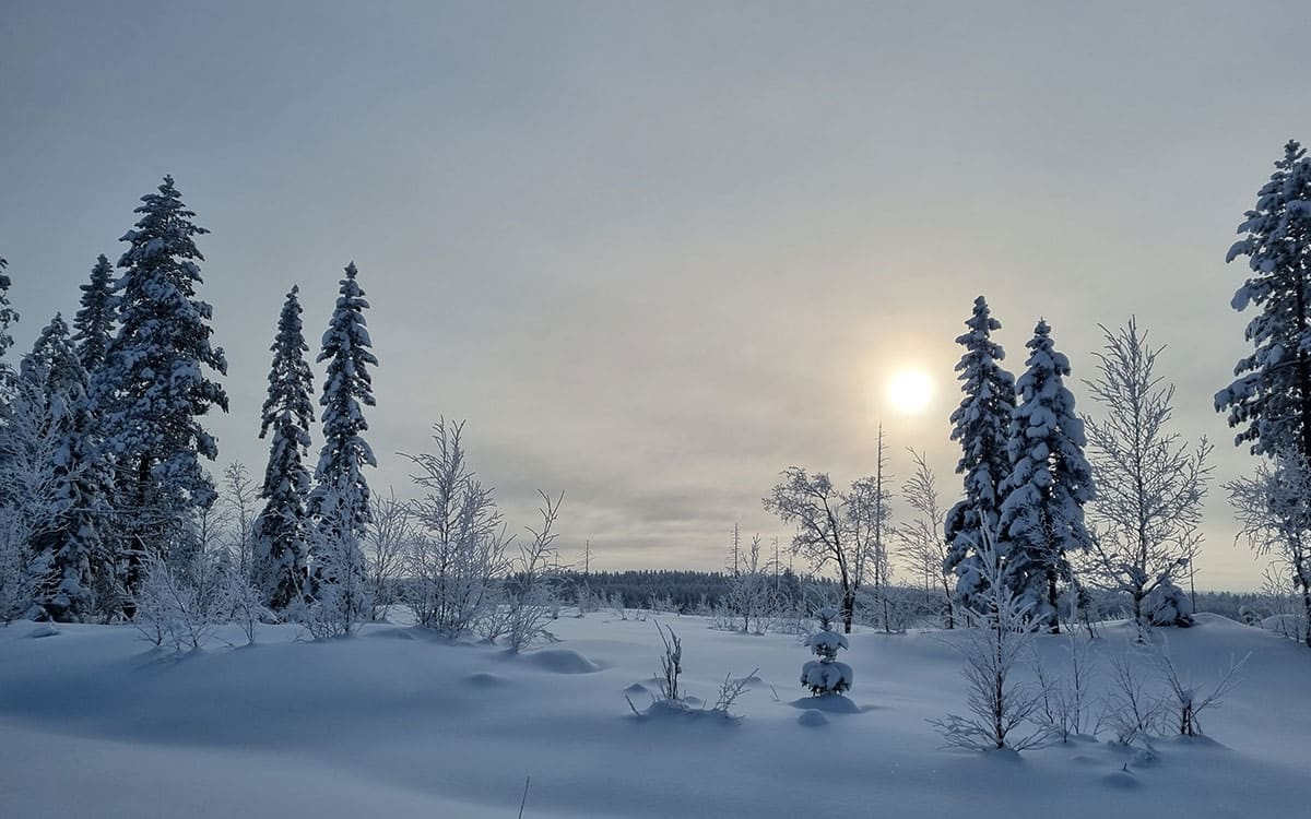 Snowy forest under veiled sky - Eastern Finland