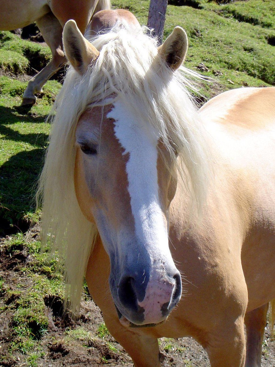 Cheval " Haflinger "