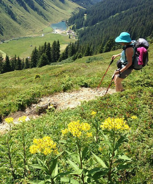 Summer hike on flowering alpine meadows - Alps