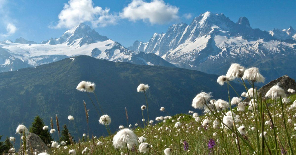 Cotton grass in bloom before snowy peaks - Alps