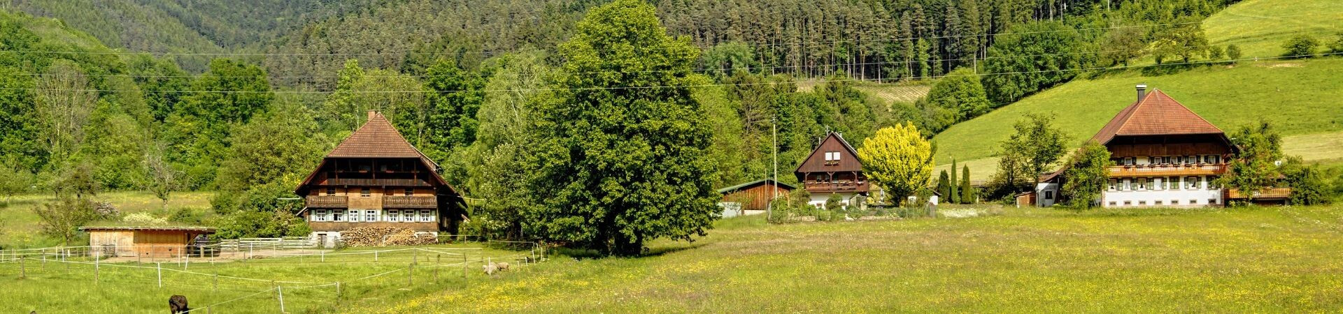 Long-Distance Hiking Trails and Treks in the Black Forest
