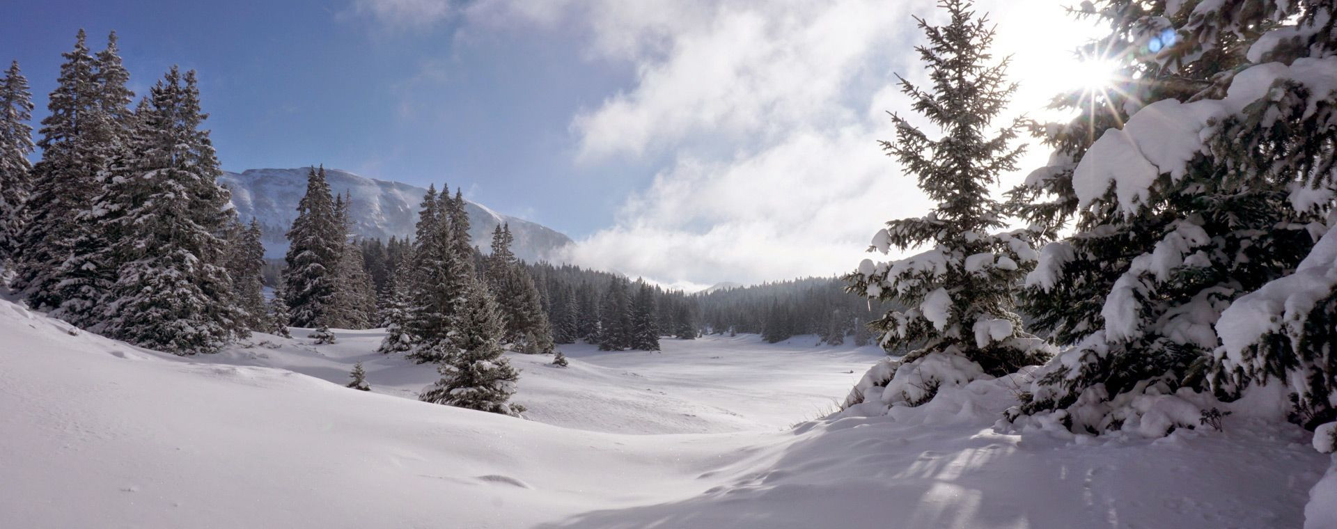 Forêt enneigée sous le soleil d'hiver - Haute-Loire - France