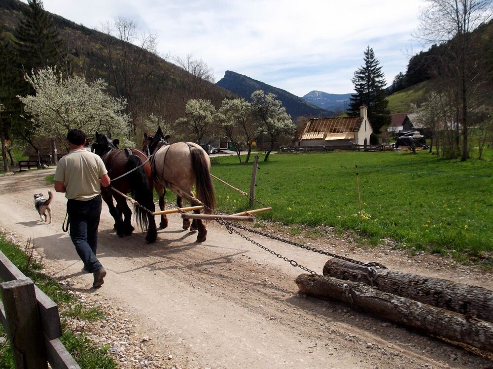 Working with draught horses @ Lionel Laurent