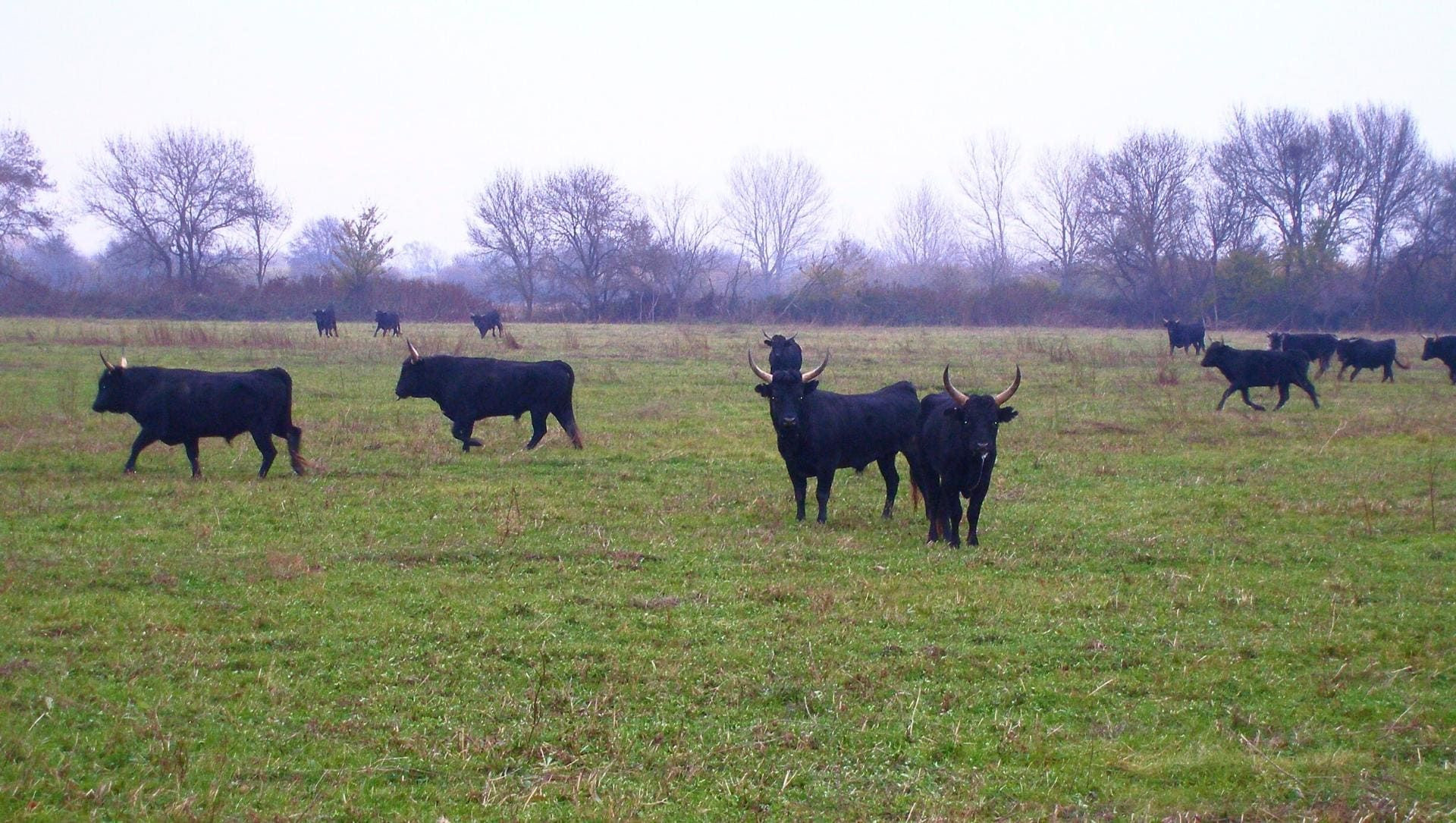 Herd of Camargue bulls in the meadows - Camargue - France