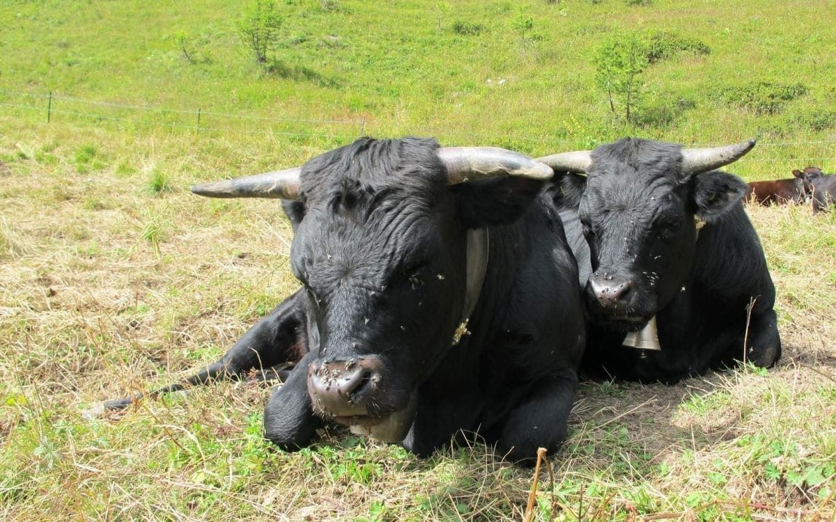 © François Ribard Vaches Hérens au cours de la montée au col de Balme © François Ribard