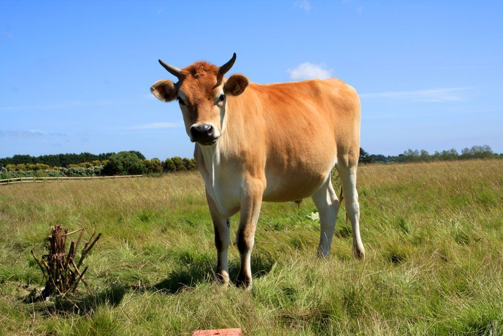 A Jersey calf, of the Jersey breed © François Ribard
