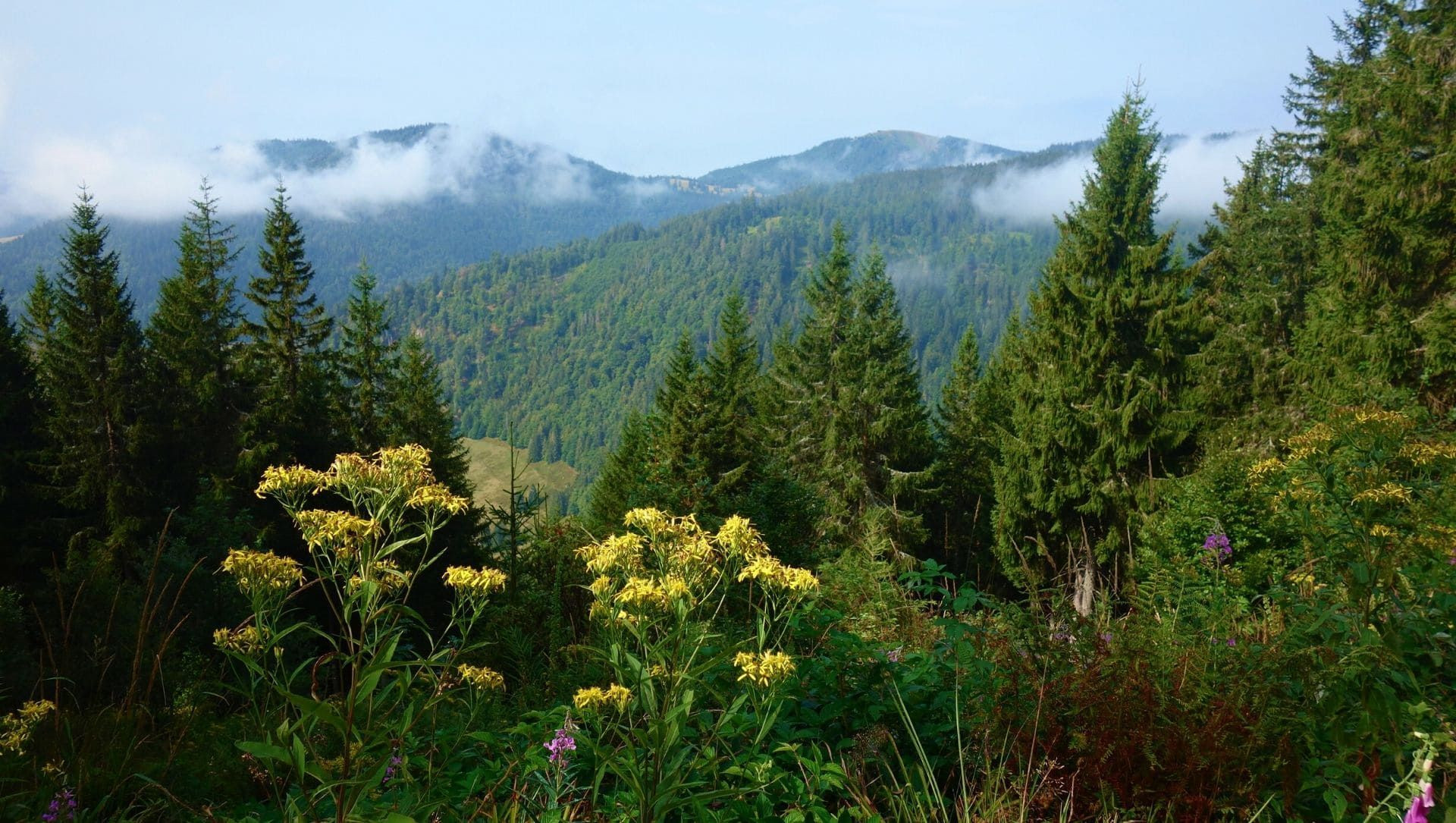 View over the forested hills of the Black Forest - Germany