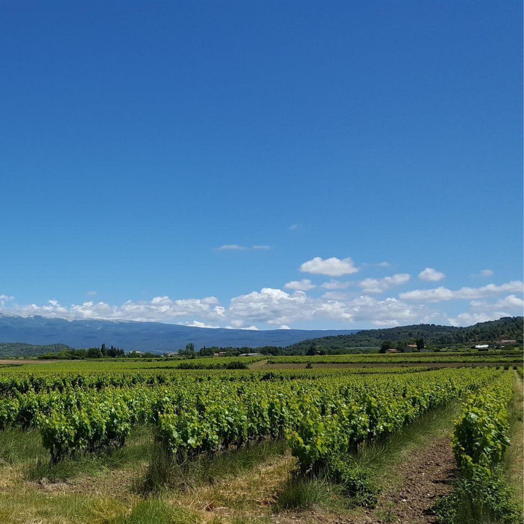 Ventoux AOC Vineyard © Charlotte Laventureux