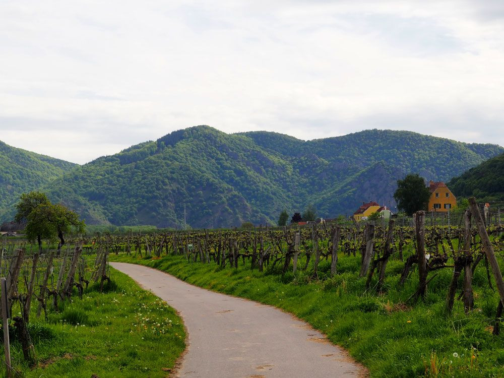 Wachau vineyards