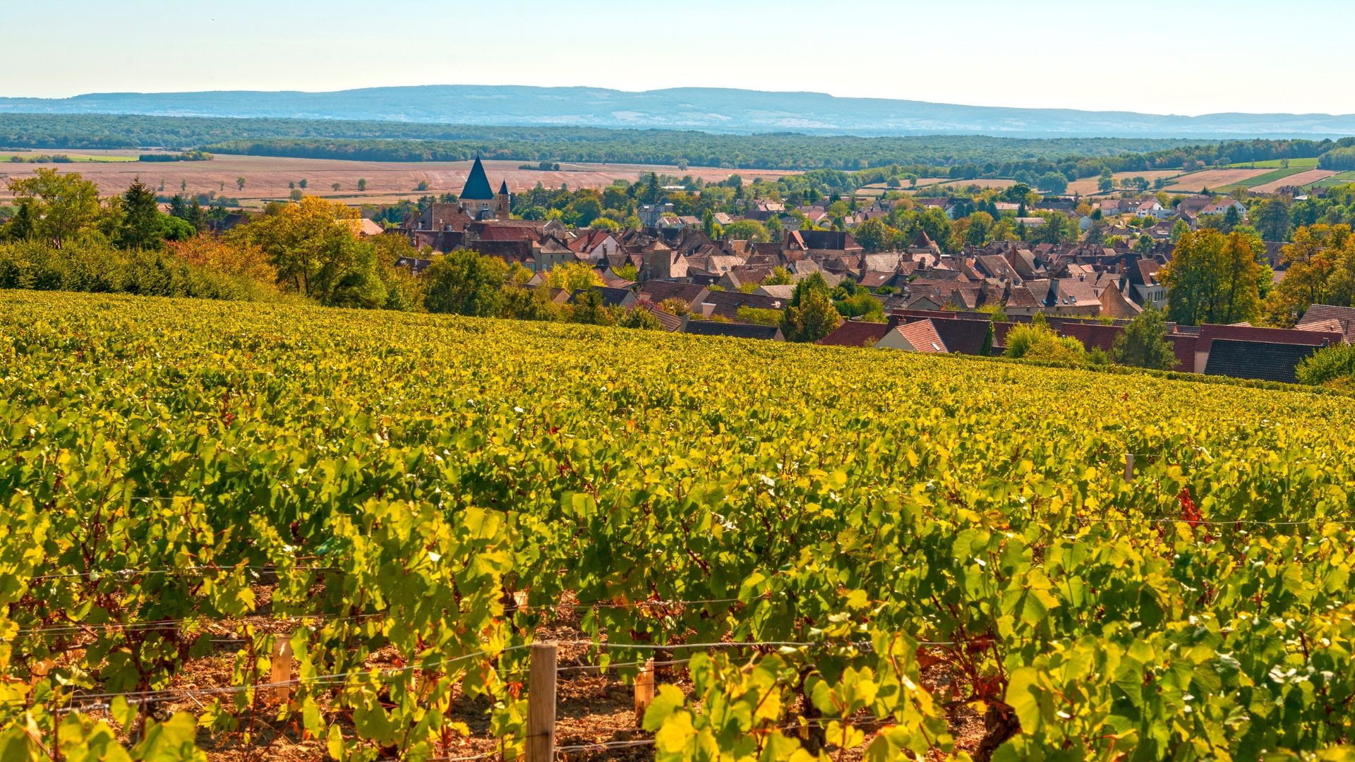 Vignobles et village viticole - Buxy - Bourgogne - France