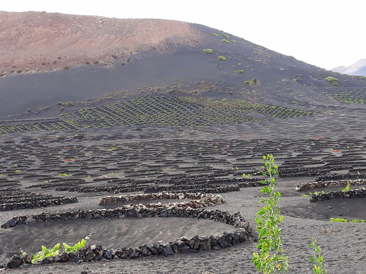 Vineyard on Lanzarote