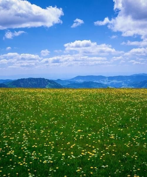 Wildflower meadow on the summit of the Feldberg - Black Forest - Germany