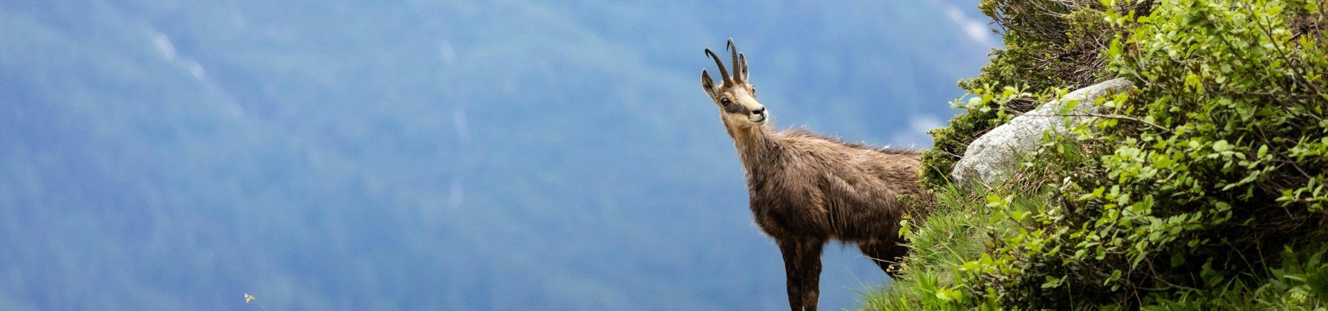 Chamois on a grassy mountainside - Alps - Europe